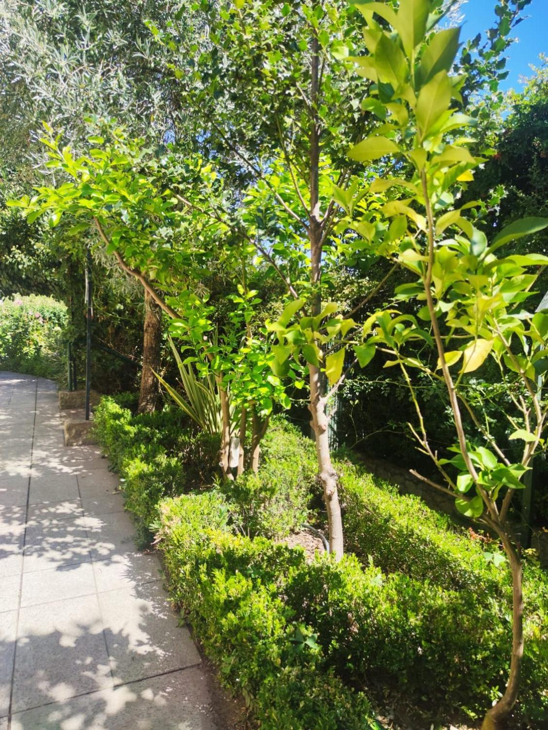 Real Santo Antonio Guest House Tarouca ภายนอก รูปภาพ
